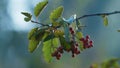 Rowanberry bunch autumn season close up. Green ashberry tree growing outdoors. Royalty Free Stock Photo