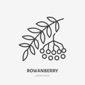 Rowanberry flat line icon, rowan sign, healthy food logo. Illustration for natiral food store