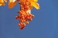 Rowanberry background