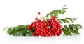 Rowanberry with leaves isolated on white background Royalty Free Stock Photo