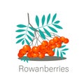 Rowanberry - Rowanberries Vector Illustration