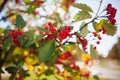 Rowanberry tree in autumn over blue sky natural background. seasonal photo. nature backgrounds.