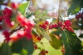 Rowanberry tree in autumn over blue sky natural background. seasonal photo. nature backgrounds.