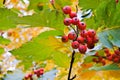 Rowanberry tree