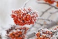 Rowanberry tree Royalty Free Stock Photo