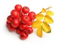 Rowanberry twig isolated Royalty Free Stock Photo