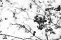 Rowanberry twig in snow. Bunch of rowan berries with ice crystals. Rowanberry branch. Berries of red ash in snow. winter Royalty Free Stock Photo