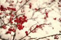 Rowanberry twig in snow. Bunch of rowan berries with ice crystals. Rowanberry branch. Berries of red ash in snow. winter Royalty Free Stock Photo