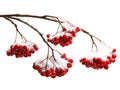 Rowanberry twig on white background Royalty Free Stock Photo