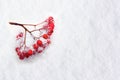 Rowanberry twig on white background Royalty Free Stock Photo