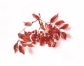 Rowanberry watercolor painting Royalty Free Stock Photo