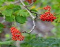 Rowen mountain ash berries on forked branch.