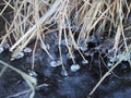 Rowing along the shore of a lake or river dry broken grass reeds covered with snow and ice, the water froze Royalty Free Stock Photo