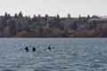 Rowing at Greenlake