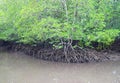 Rowing through Mangroves - Red Mangrove Trees - Baratang Island, Andaman Nicobar, India Royalty Free Stock Photo