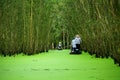 Rowing to Tra Su cajuput forest Royalty Free Stock Photo