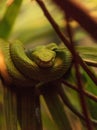 Rowleys palm pit viper known as Bothriechis rowleyi Royalty Free Stock Photo