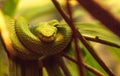 Rowleys palm pit viper known as Bothriechis rowleyi Royalty Free Stock Photo