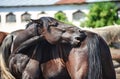 Ãârown horse scratching itself in a herd in the paddock Royalty Free Stock Photo