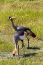 ÃÂ¡rowned crane. Two beatiful birds.