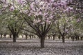 Rows Almond trees blooming with pink and white flowers in orchard Royalty Free Stock Photo