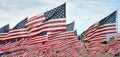 Rows of American Flags