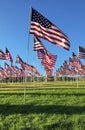 Rows of American Flags Royalty Free Stock Photo