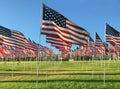 Rows of American Flags Royalty Free Stock Photo