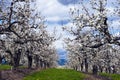 Rows of apple trees blooming in spring apple orchard Royalty Free Stock Photo