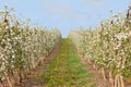 Rows of apple trees with blossom in an orchard