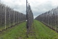 Rows of apple trees in early spring in farm gardens Royalty Free Stock Photo