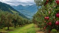 Scenic apple orchard landscape with ripe fruit against a dramatic sky Royalty Free Stock Photo