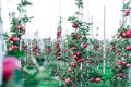 Rows of apple trees growing on apple farm. Modern apple plantation Royalty Free Stock Photo