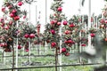 Rows of apple trees growing on apple farm. Modern apple plantation Royalty Free Stock Photo