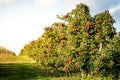 Apple farming industry. Old apple orchard. Rows of apple trees growing on apple farm Royalty Free Stock Photo