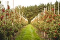 Rows of apple trees growing on organic apple farm Royalty Free Stock Photo