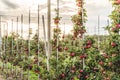 Rows of apple trees growing on organic apple farm Royalty Free Stock Photo