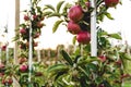 Rows of apple trees growing on organic apple farm Royalty Free Stock Photo