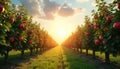 Rows of apple trees heavy with ripe red fruit stand in sun drenched orchard. Green grass carpets ground between trees creating Royalty Free Stock Photo
