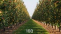 Rows of apple trees with red and yellow fruit form a symmetrical orchard Royalty Free Stock Photo