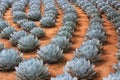 Rows of Artichoke Agave plants