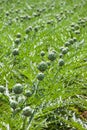 Rows of artichoke vegetable in the field