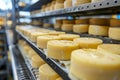 Artisan cheese wheels in factory storehouse maturing. Dairy production food industry