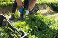 Rows of arugula in garden outdoor, hands of gardener