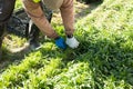 Rows of arugula in garden outdoor, hands of gardener