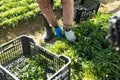 Rows of arugula in garden outdoor, hands of gardener