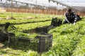 Rows of arugula in garden outdoor, man on background