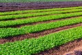 Rows of arugula growing on farm land