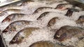 Rows of Asian Seabass