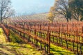 Rows of Autumn Grapevines on Hillside Royalty Free Stock Photo